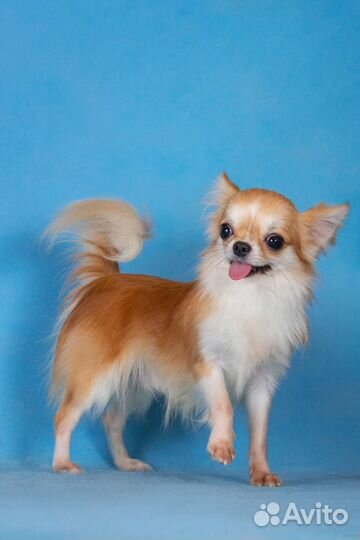 Чихуахуа щенок подросток кобель длинношерстный
