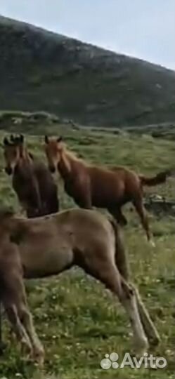 Лошадь жеребец