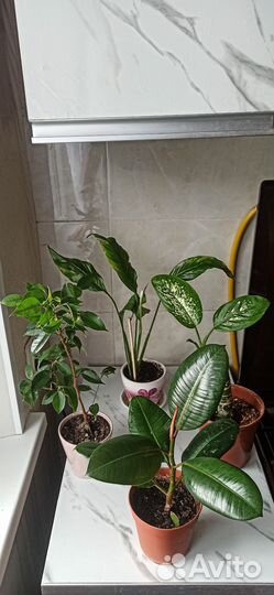 Цветы разные сорта