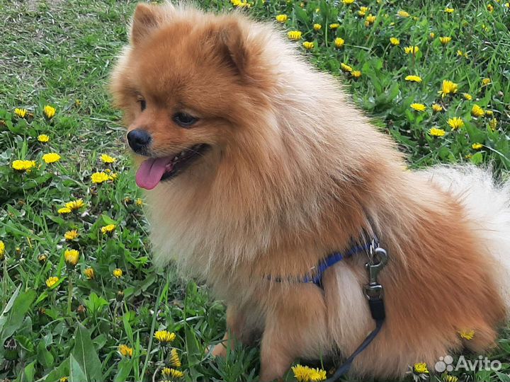 Немецкий шпиц вязка