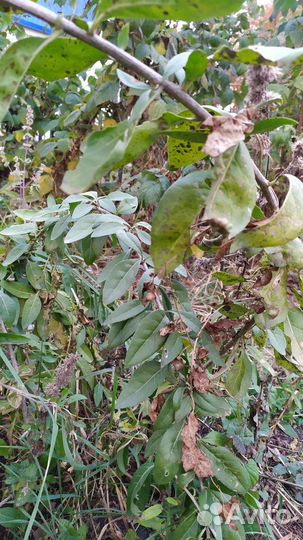 Саженцы годжи