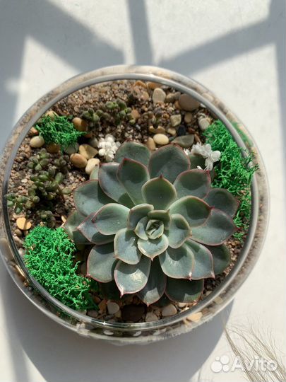 Флорариум с суккулкнтами