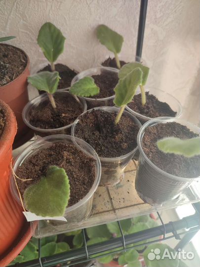 Комнатные цветы оптом и розница