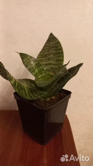 Комнатные цветы