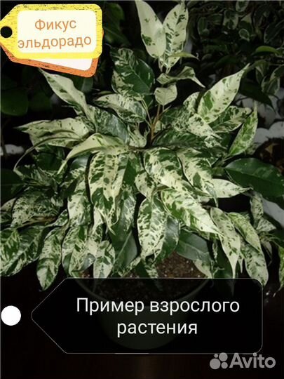 Редкие сортовые фикусы,фикус эльдорадо, лирата