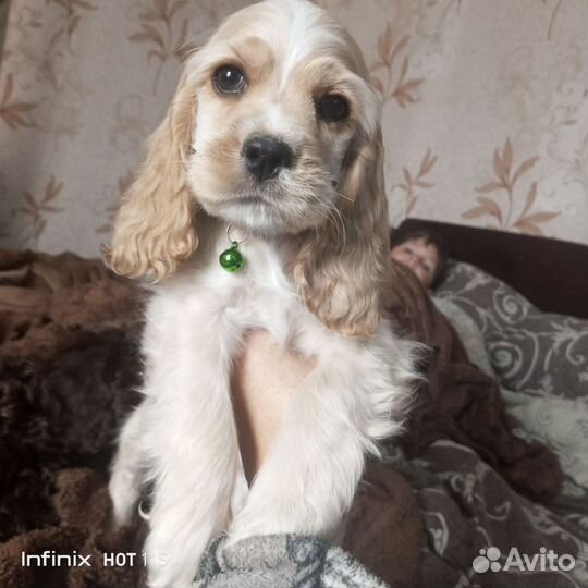 Кокер спаниель девочка