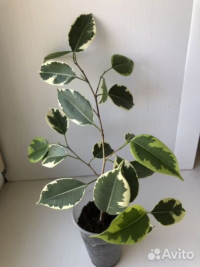 Фикус Бенджамина Бафт