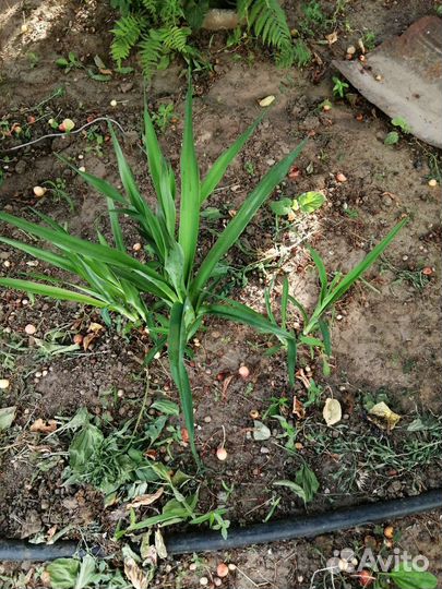 Цветы многолетние. разные