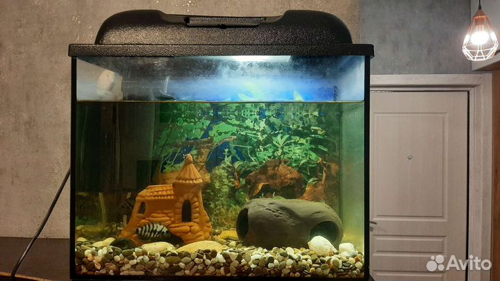 Аквариум полностью укомплектован