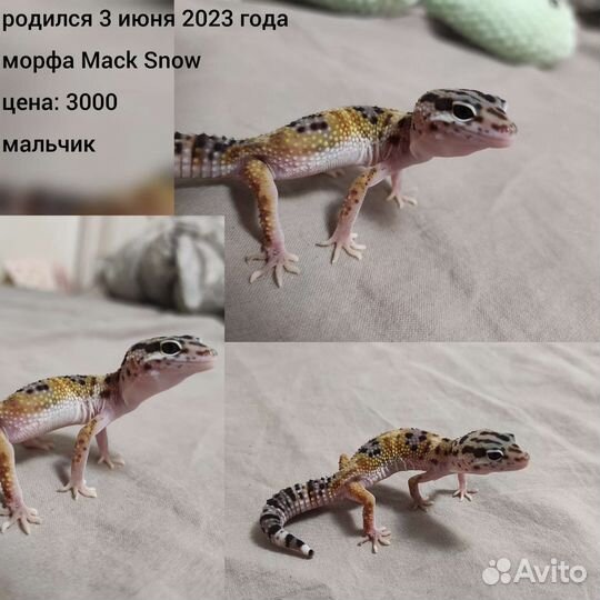 Ящерица, эублефар