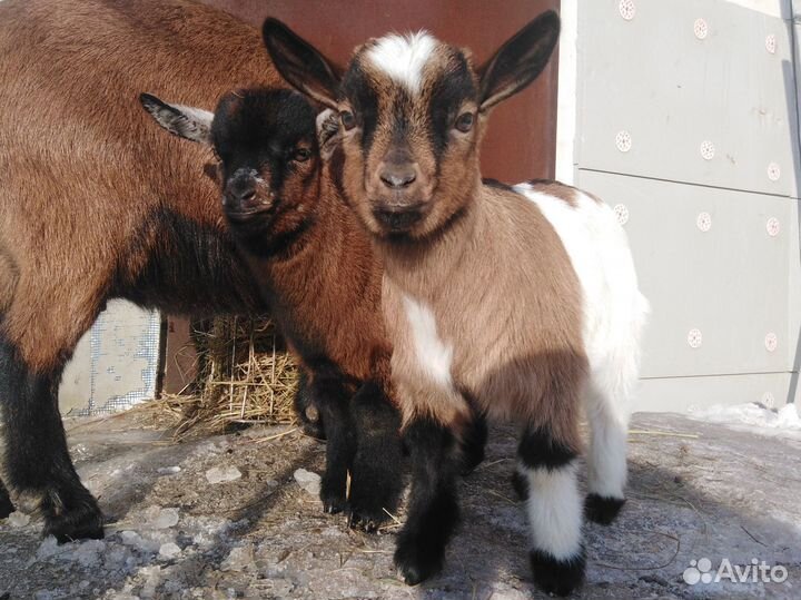 Камерунские козлята