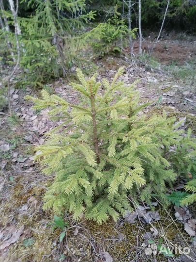 Саженцы елочек, сосен