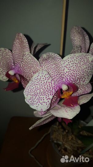 Орхидея Фаленопсис Добавляю