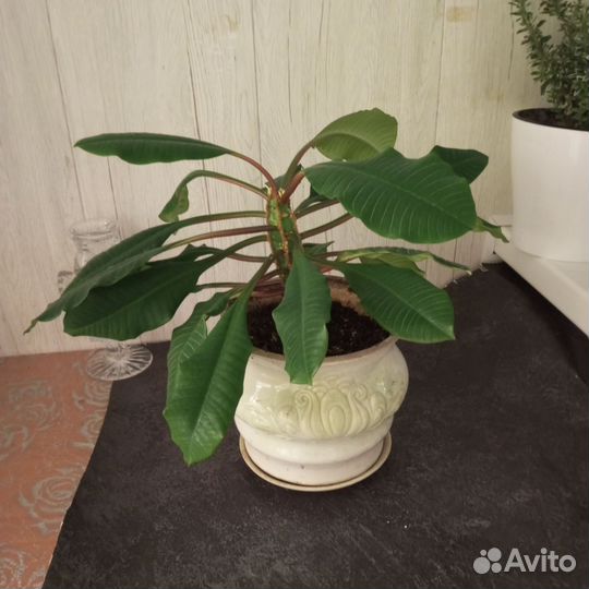 Комнатные цветы