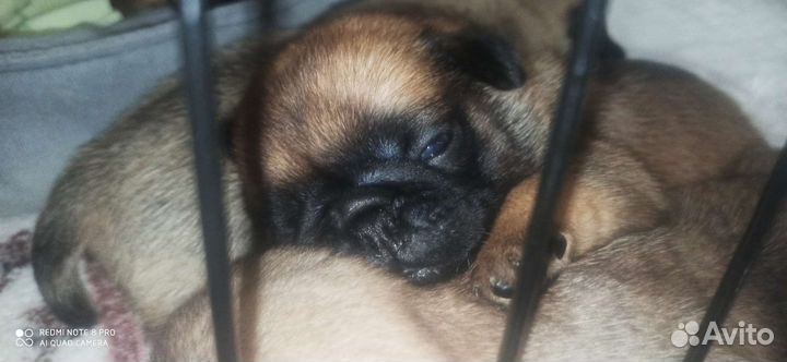 Щенки мопса