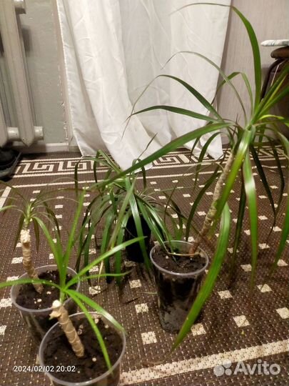 Пальма драцена