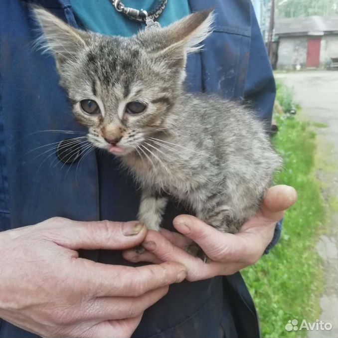 Котята смертники с завода, помогите спасти