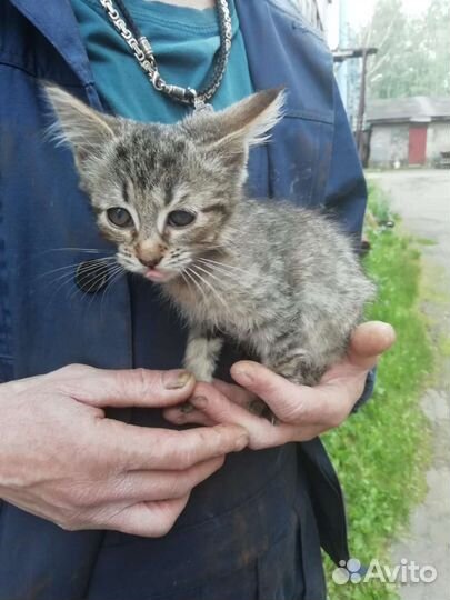 Котята смертники с завода, помогите спасти