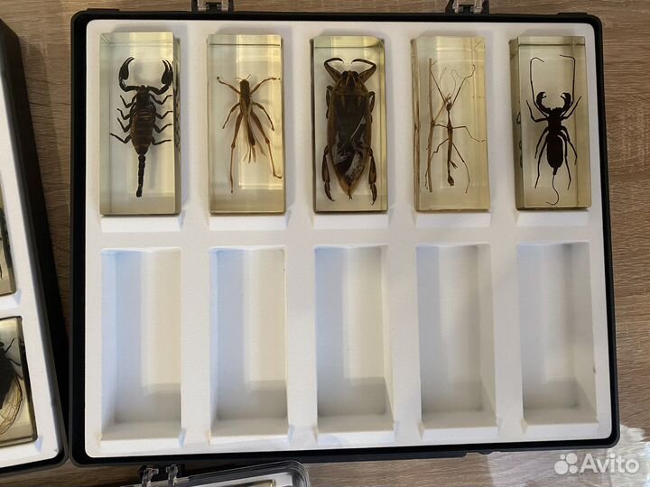 Коллекционные жуки в стекле 30 жуков и 4 шарика