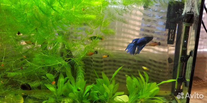 Аквариумное растение роголистник
