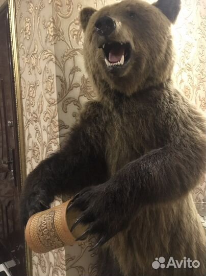 Продам мишаню