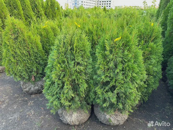 Туя Смарагд