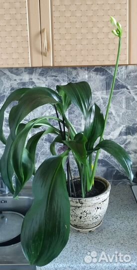 Эухарис амазонская лилия