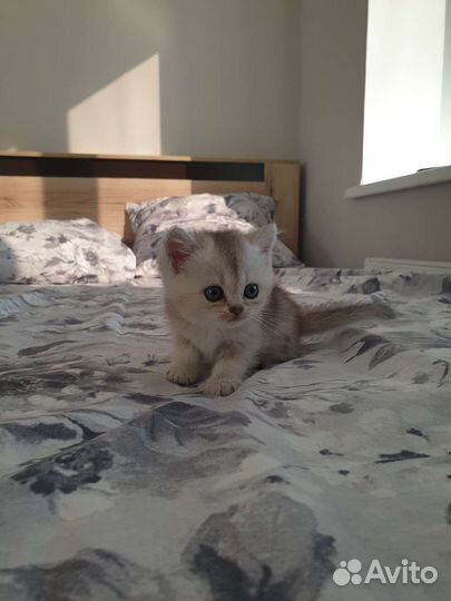 Британские котята золотая шиншилла