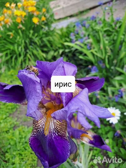 Деленки цветов