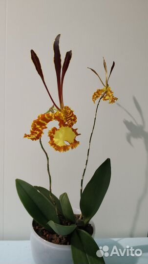 Орхидея Psychopsis Mariposa