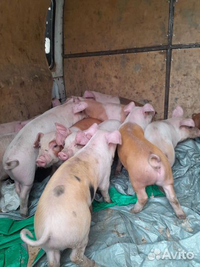 Продам поросят