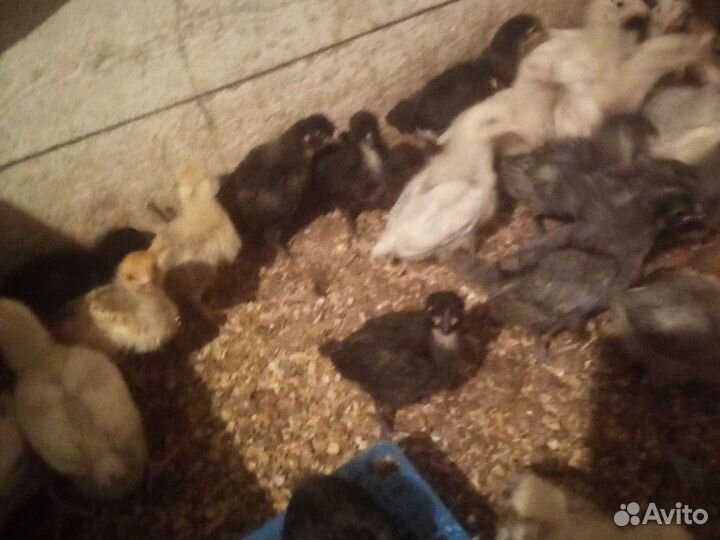 Цыплята подрощенные