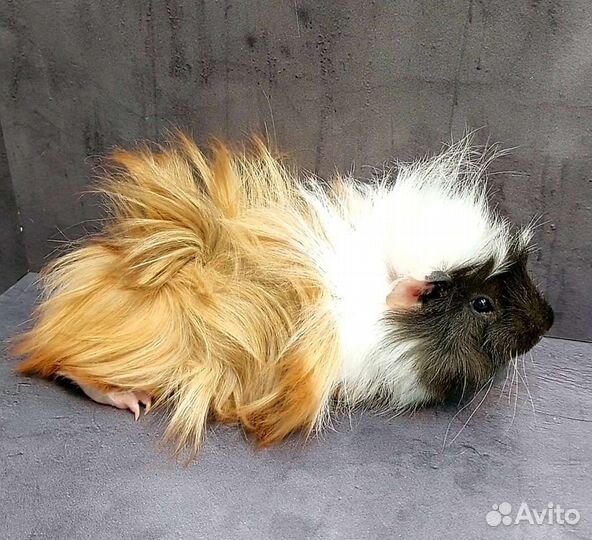 Морские свинки Перуанские