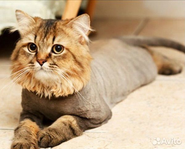 Стрижка собак и кошек с выездом на дом