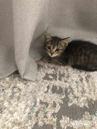 Кошечка в добрые руки