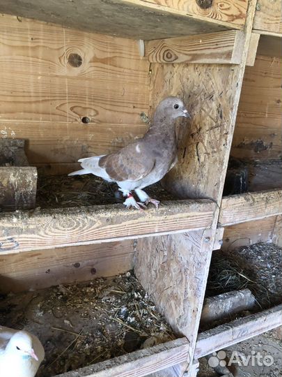 Голуби турки турецкие(такла)