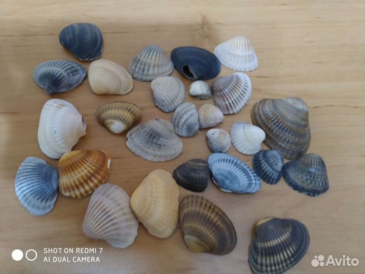 Морские ракушки