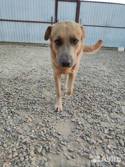 Собака в добрые руки