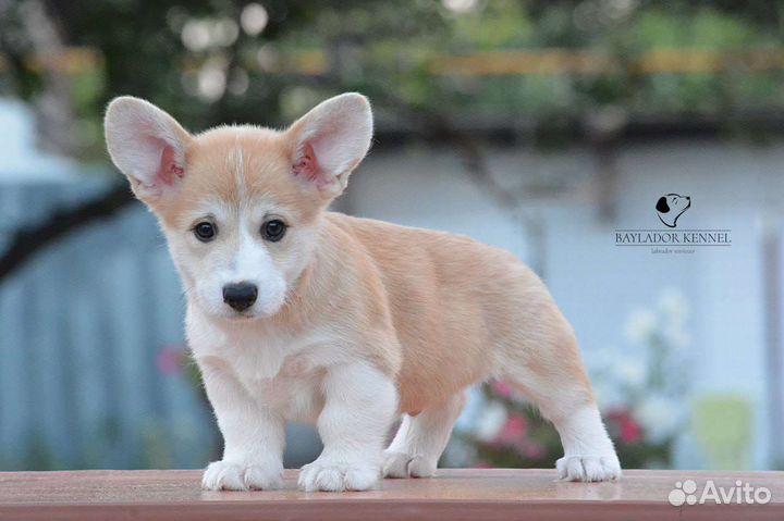 Щенки корги