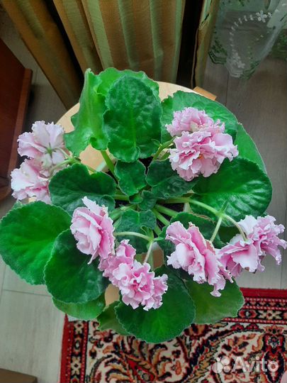 Фиалка цветущая в горшке