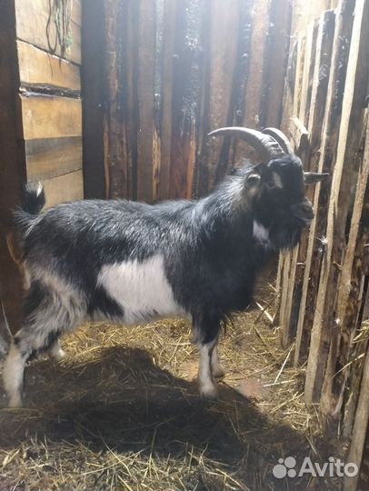 Козел на вязку