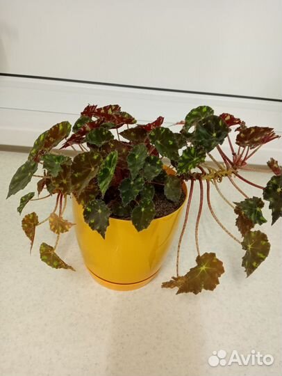 Бегония тигровая Бауэра, комнатные цветы