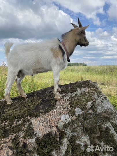 Козел камерунский
