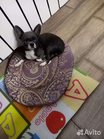 Чихуахуа супер мини