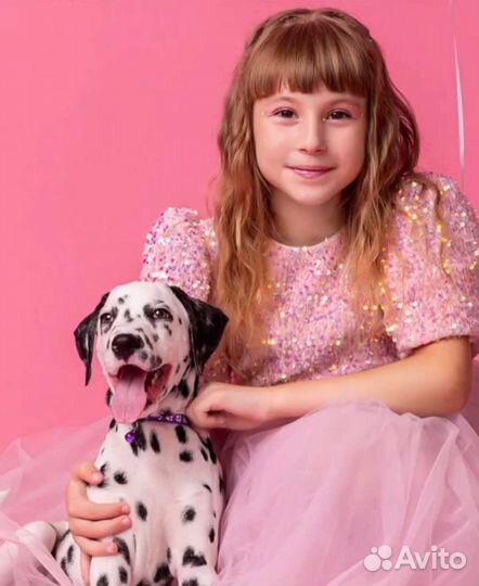 Далматин фотосессия вязка