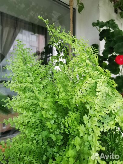 Папоротник нефролепис кудрявый