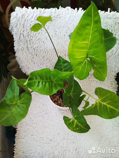 Сингониумы разные