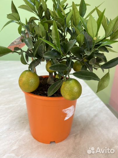 Цитрофортунелла Каломандин