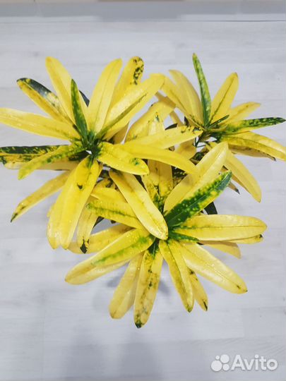 Кротон Санни стар