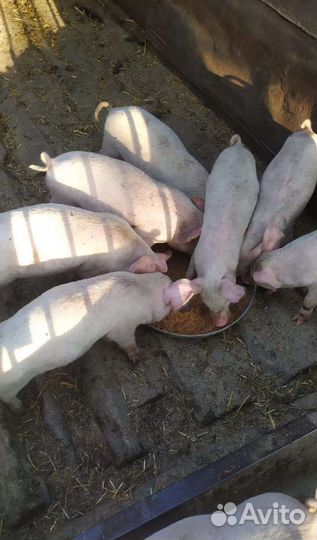 Поросята Ландрас 40 дней